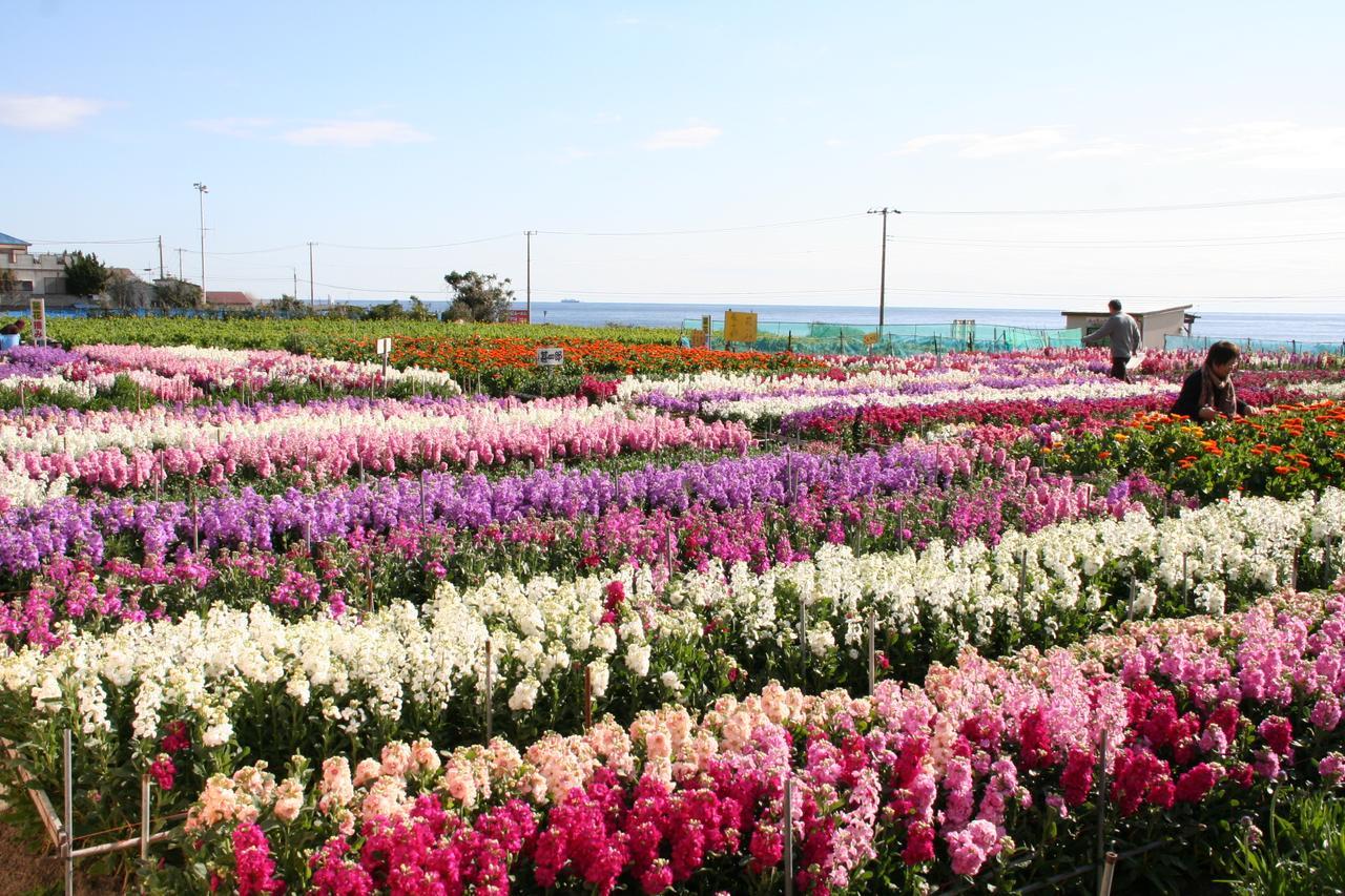 Pension Nanohana Hotell Tateyama  Eksteriør bilde